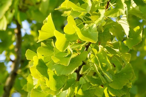 黄葉したイチョウの葉 イチョウ,葉,黄葉の写真素材