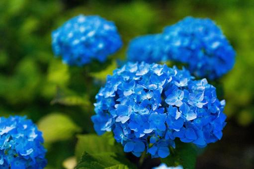 青い紫陽花 青い紫陽花の写真