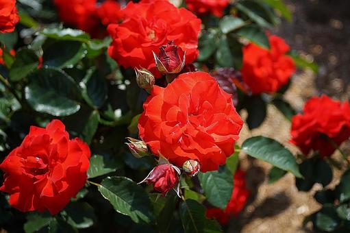 Photo, hyōgo prefecture, aramaki rose park, early summer, 