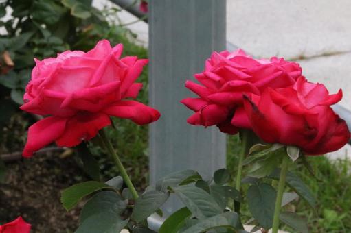 秋の薔薇 秋の薔薇の写真