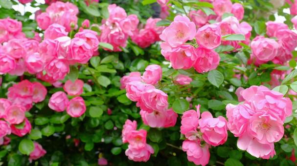 薔薇園 薔薇園 薔薇園,バラ,ガーデンの写真素材