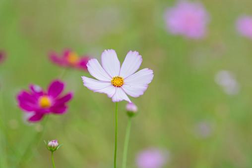 薄ピンク色の美しいコスモス コスモス,秋桜,草花の写真素材
