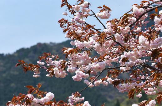 八重桜と山野風景 八重桜と山野風景の写真