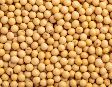 黄大豆の密集した配置 黄大豆の密集した配置の写真