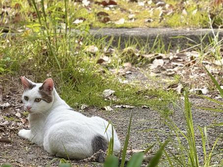 毛並みのいいシロキジ猫 毛並みのいいシロキジ猫の写真