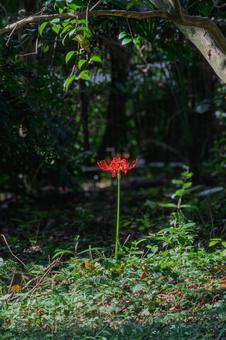 一本の彼岸花 一本の彼岸花 秋,曼殊沙華,彼岸の写真素材