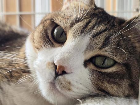 まったりする猫 猫,ネコ,キジシロの写真素材