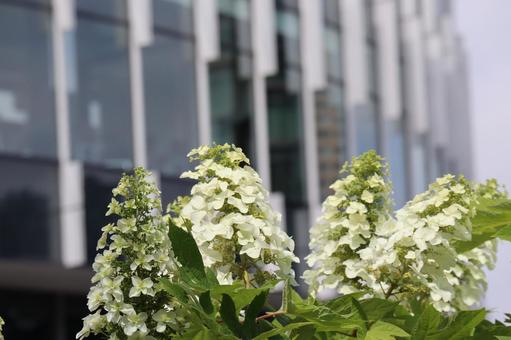 白いカシワバアジサイの花が咲く風景 白いカシワバアジサイの花が咲く風景 白い,カシワバアジサイ,花の写真素材