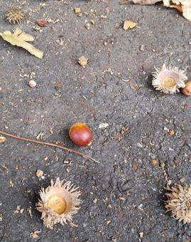 どんぐり どんぐり,秋,落下の写真素材