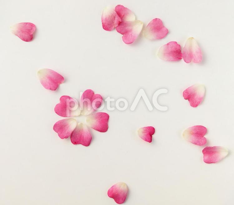 ハート型の薔薇の花びら、白背景 ばら,ピンク,バラの花びらの写真素材