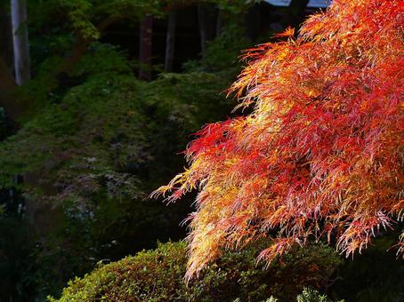 靖国神社神池庭園の紅葉した枝垂れモミジ 靖国神社神池庭園の紅葉した枝垂れモミジ 紅葉,もみじ,紅枝垂れ紅葉の写真素材