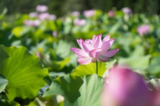 蓮の花 蓮の花の写真