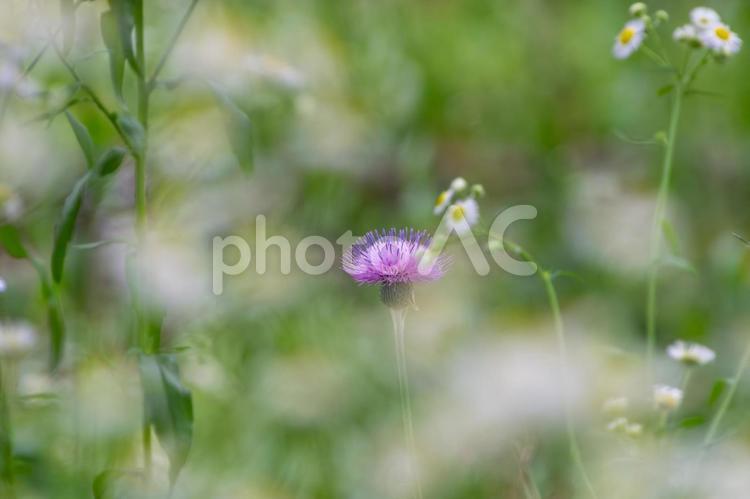野に咲く一輪のアザミ アザミ,花,花びらの写真素材