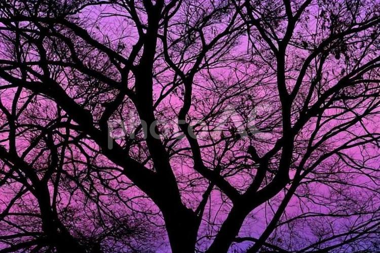 冬の夕暮れ時と大木のシルエット 夕暮れ時,シルエット,空の写真素材