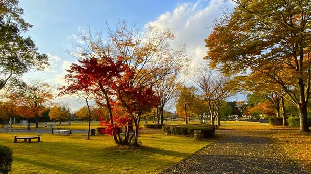 紅葉の北部公園（金沢） 紅葉,秋,公園の写真素材