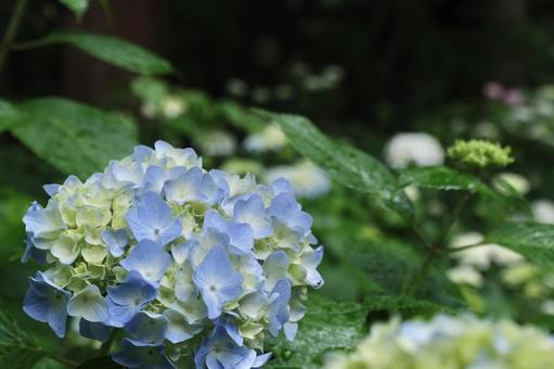紫陽花 紫陽花の写真