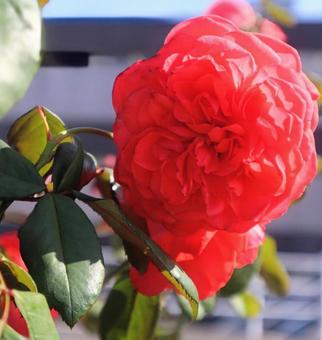秋薔薇は香り 秋薔薇は香りの写真