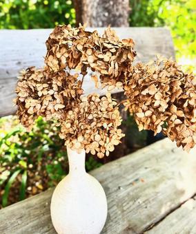 アジサイの花がら アジサイ,紫陽花,花がらの写真素材