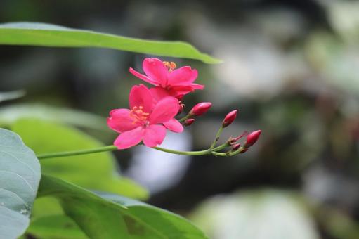 枝先の赤い花びらのナンヨウザクラの花と蕾の写真