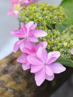 Hydrangea, JPG Hydrangea, JPG