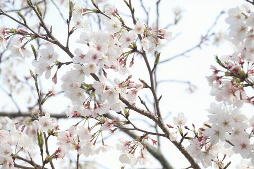 さくら さくらの写真
