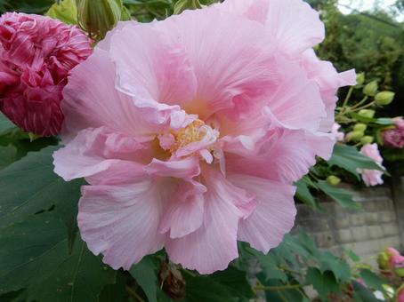 【花の写真】スイフヨウの花 スイフヨウ,酔芙蓉,ピンクの写真素材