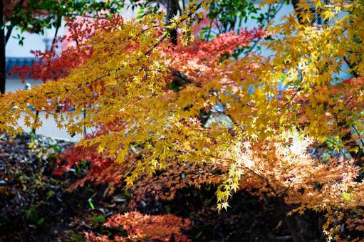 紅葉|宝福寺 紅葉|宝福寺 もみじ,美しい,カラフルの写真素材