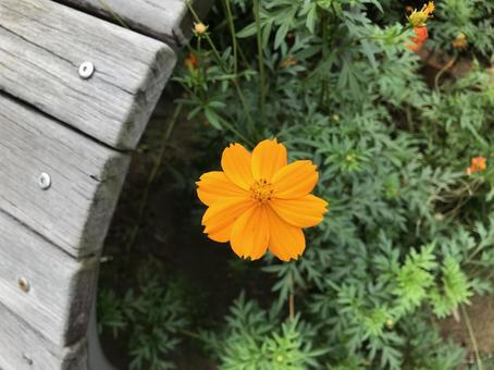 キバナコスモス コスモス,キバナコスモス,オレンジのお花の写真素材