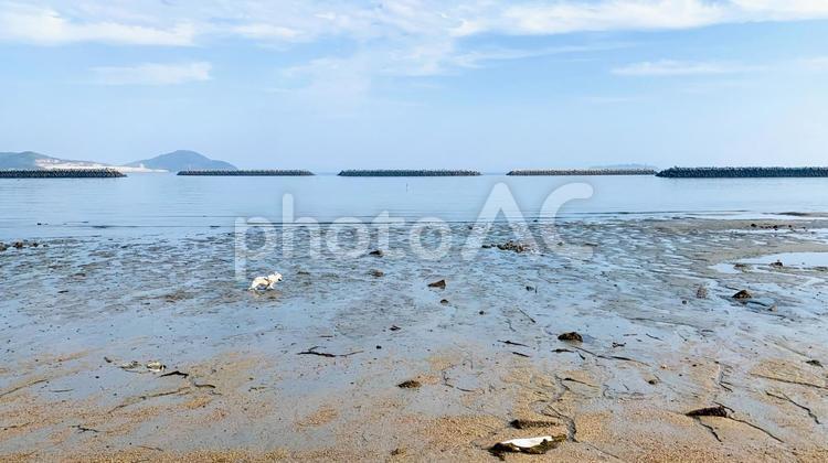 美濃ケ浜海浜公園を散歩するフレブル 美濃ケ浜,海浜公園,フレンチブルドッグの写真素材