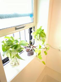 観葉植物 バスルーム 窓辺 ライムポトス 観葉植物 バスルーム 窓辺 ライムポトスの写真