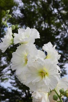6月上旬の仏生山公園のタチアオイの花 6月上旬の仏生山公園のタチアオイの花 タチアオイ,花,植物の写真素材