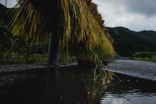 <素材>雨に降られた天然乾燥の天日干し米 <素材>雨に降られた天然乾燥の天日干し米 米,稲,収穫の写真素材