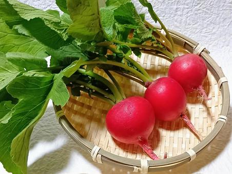 二十日大根 二十日大根,ラディッシュ,野菜の写真素材