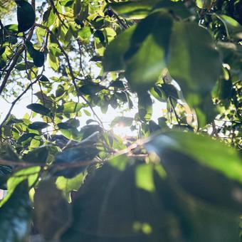 Photo, wood, natural, sunny, 