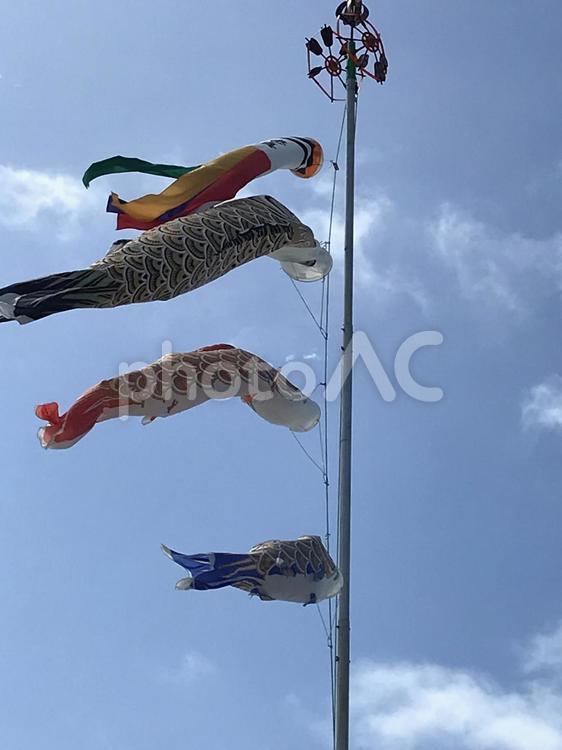 青空を風に泳ぐ鯉のぼり① 鯉のぼり,５月５日,端午の節句の写真素材