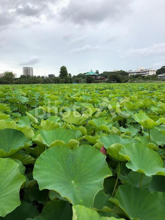 曇り空と蓮の池 蓮の葉,葉,植物の写真素材