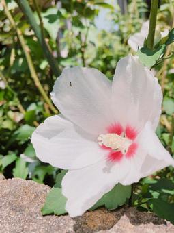 花とありちゃん 花とありちゃんの写真