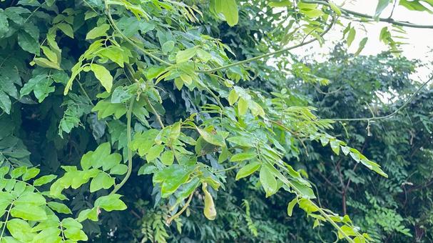 雨と植物1 雨と植物1の写真