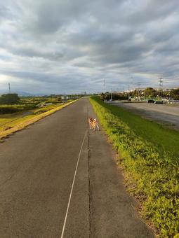 お気に入りの散歩道！ 道,道路,散歩道の写真素材