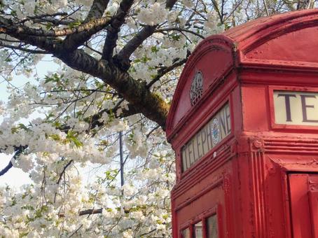 春のイギリスの電話ボックス 春のイギリスの電話ボックスの写真