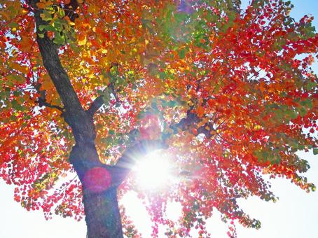 太陽の光に照らされたカラフルに染まった木の葉の写真