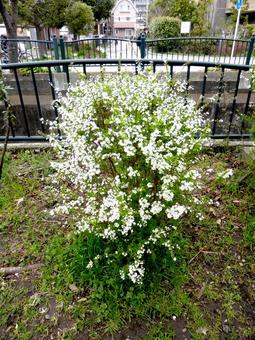 水路沿いの花壇に咲くユキヤナギ 水路沿いの花壇に咲くユキヤナギ ユキヤナギ,花,植物の写真素材