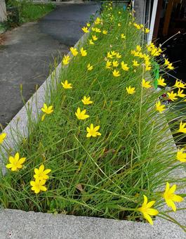 ゼフィランサス ゼフィランサス ゼフィランサス,レインリリー,タマスダレの写真素材