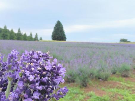 ラベンダー畑 6月,ラベンダー,ラベンダー畑の写真素材