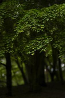 光が差し込む森の青もみじ 青もみじ,夏,初夏の写真素材