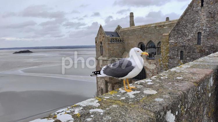 モンゴルカモメ② モンゴルカモメ,カモメ,海鳥の写真素材