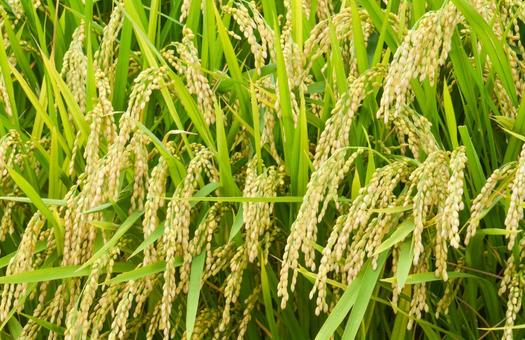 秋イメージ〜米の実った稲穂 米,稲,農業の写真素材