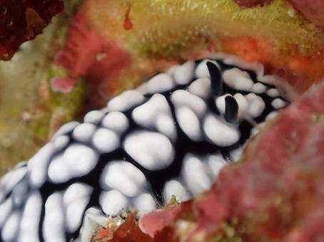 コイボウミウシ コイボウミウシ,ウミウシ,マクロの写真素材