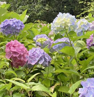 Photo, light color, pale, hydrangea, 