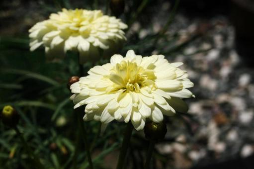 マーガレット　マクロ マーガレット,草花,春の写真素材